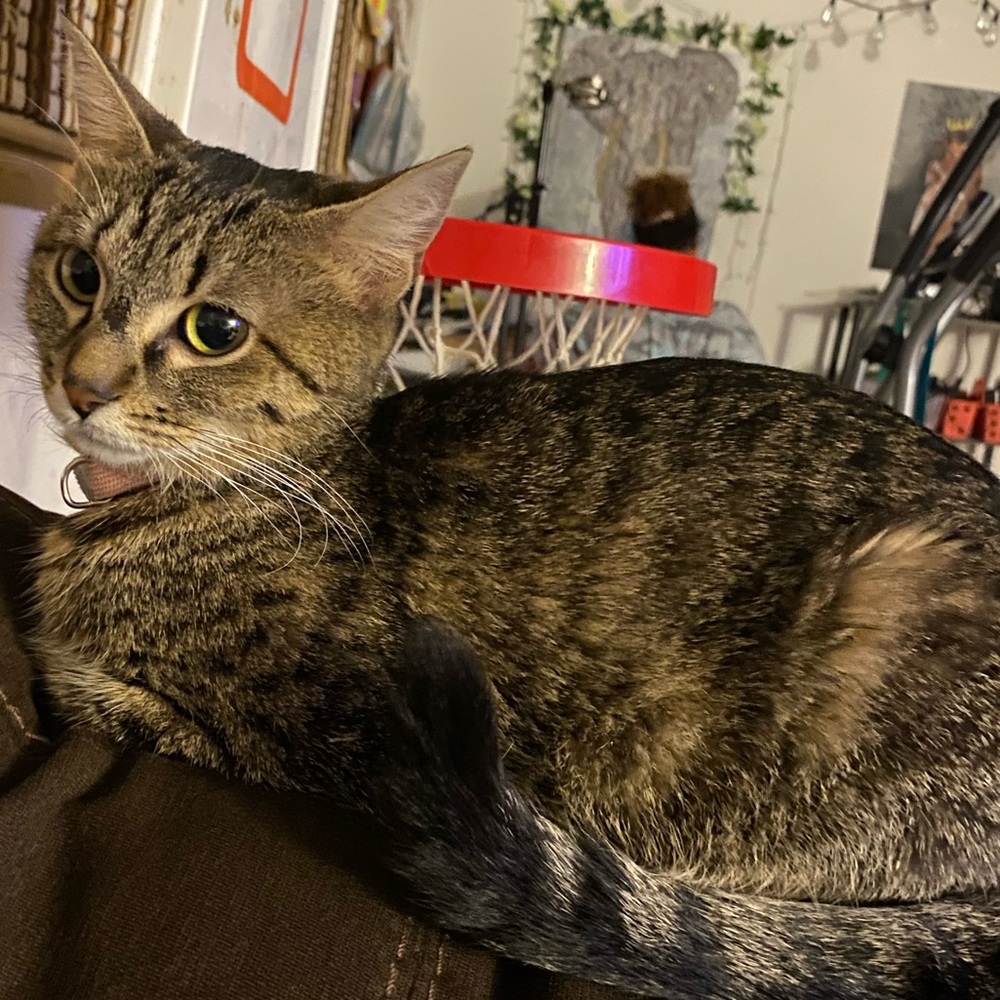 Meet your Posher, Bria